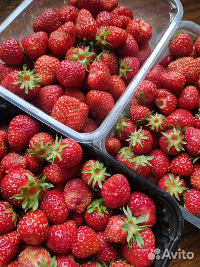 Клубника свежая ягода Белгород