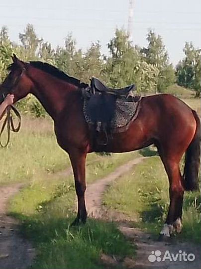 Кобыла 3 года