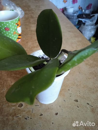 Хойя обовата вариегата сплеш