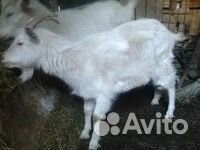 Продам козочек