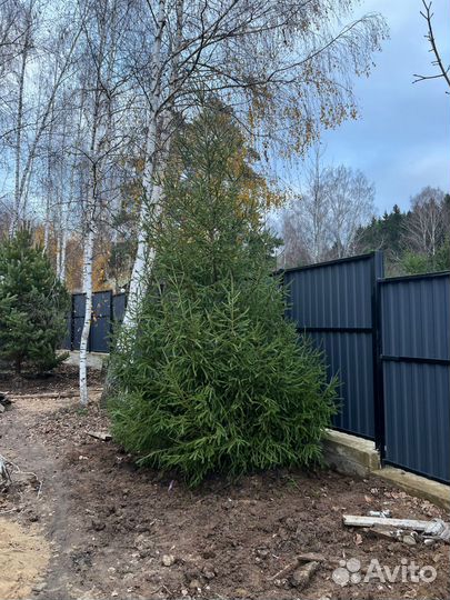 Саженцы ели из питомника