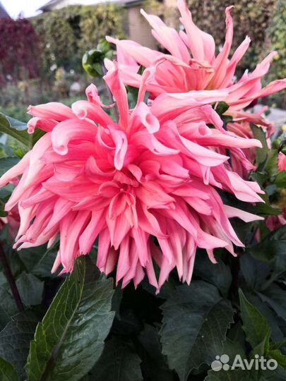 Клубни многолетних георгинов