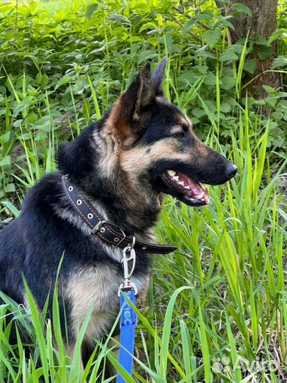 Собака метис овчарки