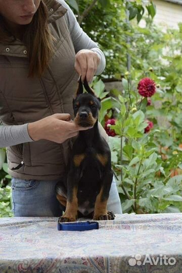 Щенки добермана