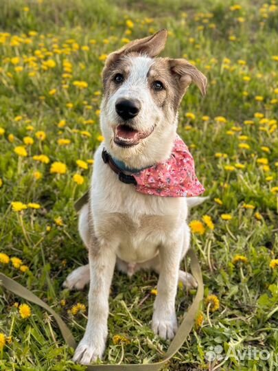 Щенок Макс — метис овчарки в добрые руки