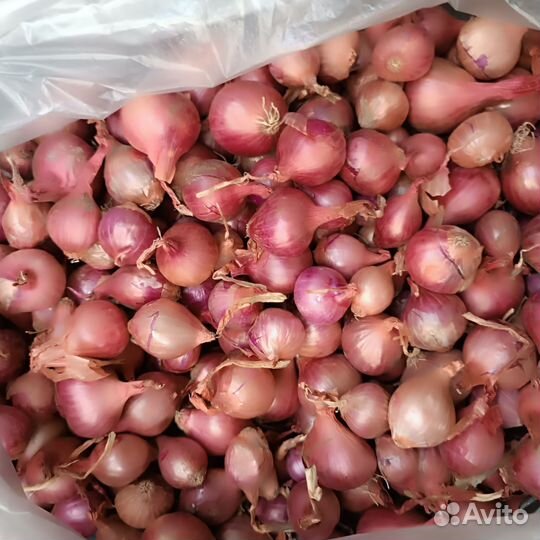 Клубника Вивара. Жасмин.Лапчатка.Севок