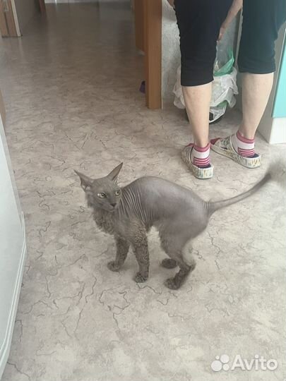 Отдам кошечку в добрые руки