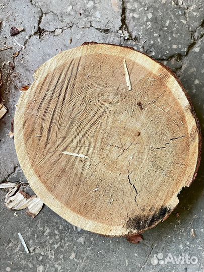 Спилы дерева