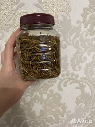 Мучной червь