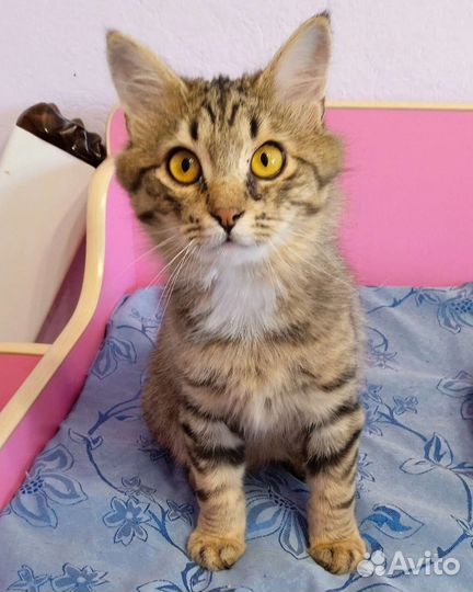 Шикарный котенок