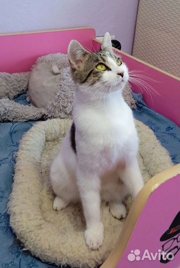 Уникальный котенок без хвоста