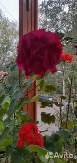 Розы комнатные бенгальские темно-розовые