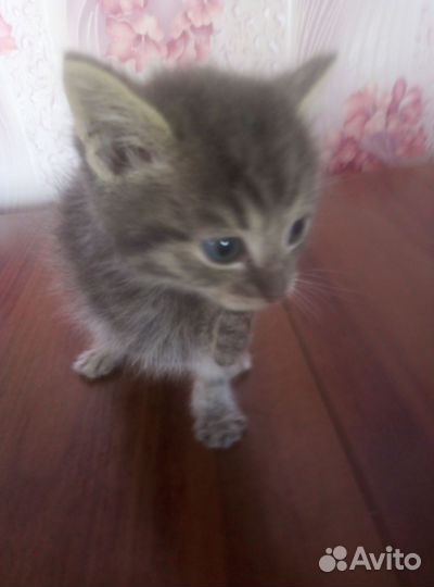 Котята в добрые руки бесплатно