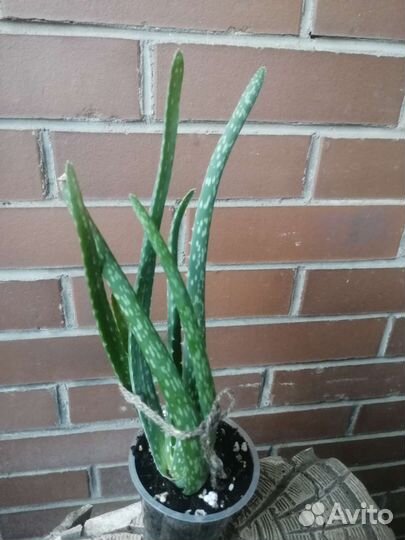 Алоэ Вера лечебный