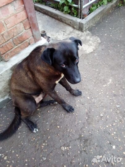 Собака в добрые руки отдам бесплатно
