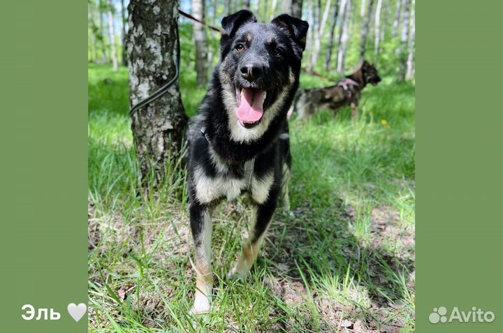 Небольшой молодой пёс Эль из приюта