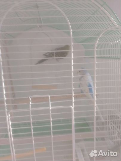 Волнистый попугай самец и самка