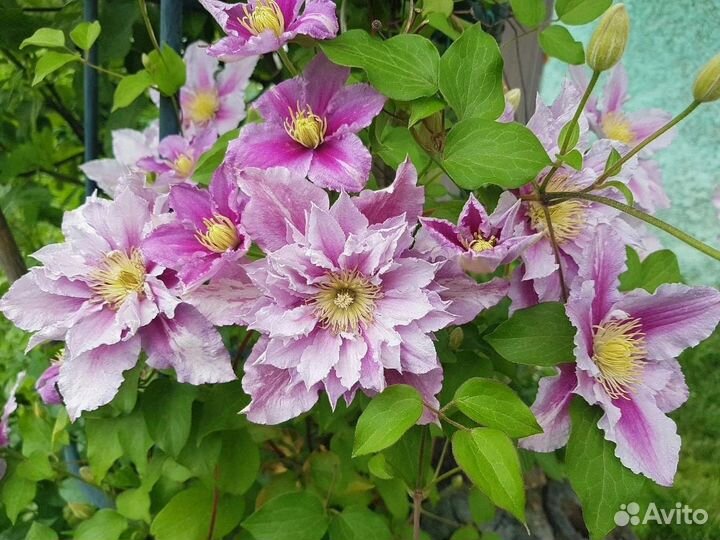 Махровый Клематис