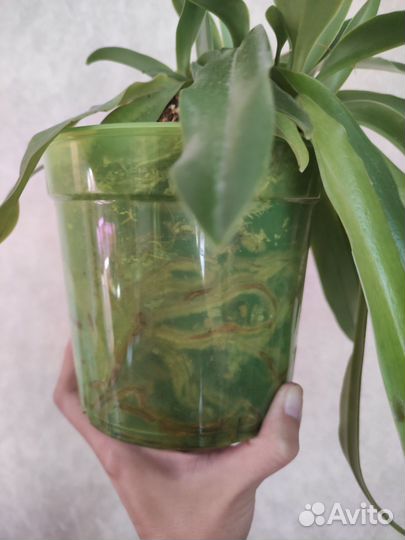 Орхидея башмачок пафиопедилум Лианнум