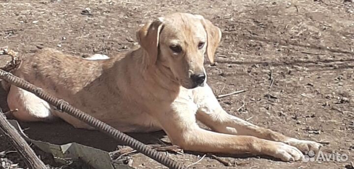 Собака бесплатно в добрые руки