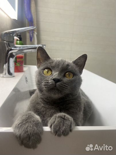 Русская голубая в добрые руки