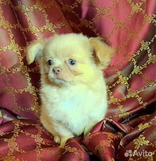 Кремовый мальчик