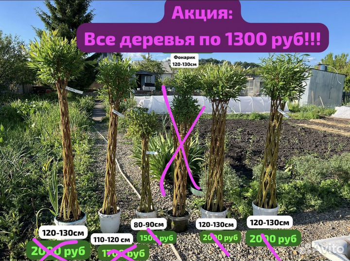 Плетеные деревья