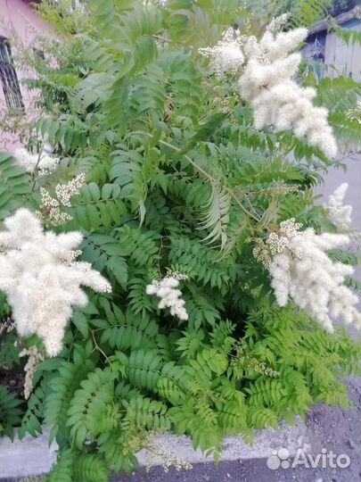 Рябинник рябинолистный маленький,средний и большой