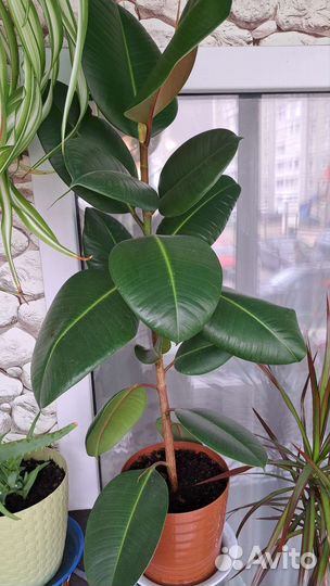 Алоэ и фикус