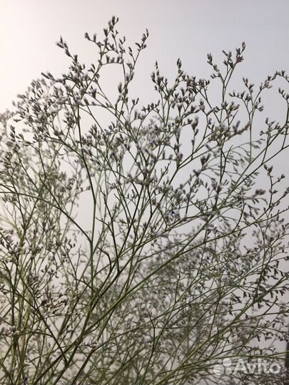 Лимониум сухоцвет