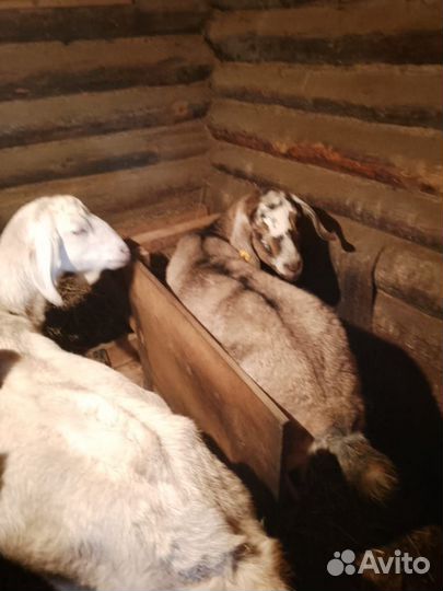 Продам два петуха и две курицы породистые обутые