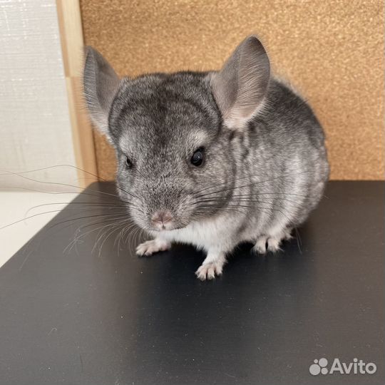 Шиншилла девочка