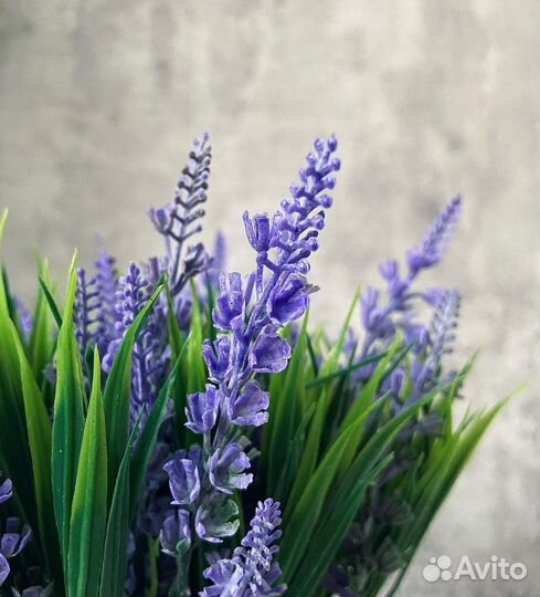 Лаванда в кашпо Икея