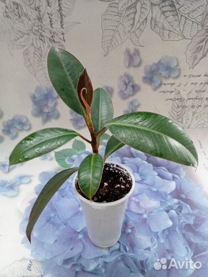 Фикус эластика Мелани