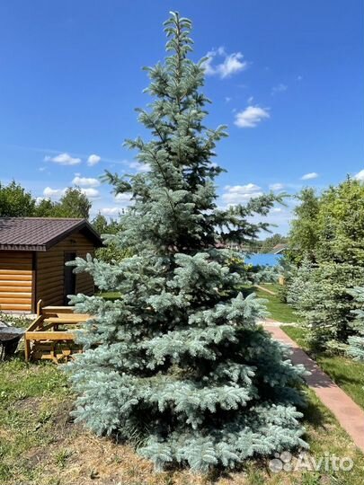 Ель (голубая)