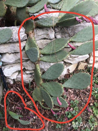 Кактус опунция