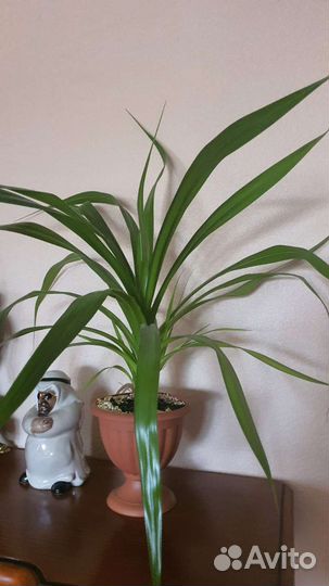 Пальма панданус