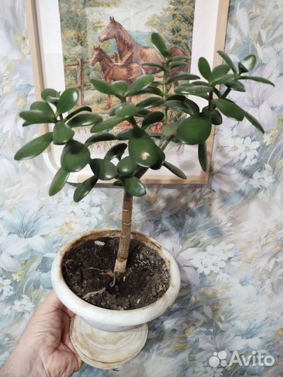 Денежное дерево