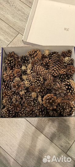 Шишки для творчества