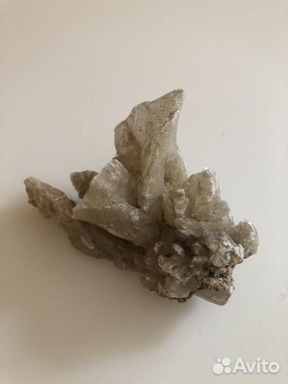 Морские ракушки