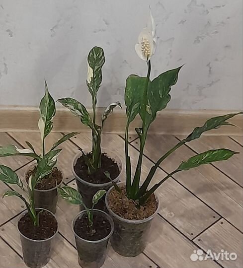 Спатифиллум вариегатный домино