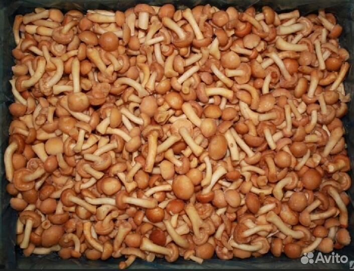 Опята замороженные коробка