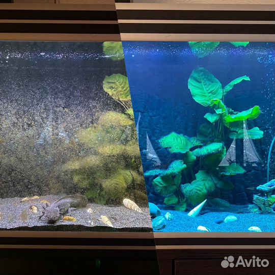 Чистка Аквариума выезд на дом, в офис