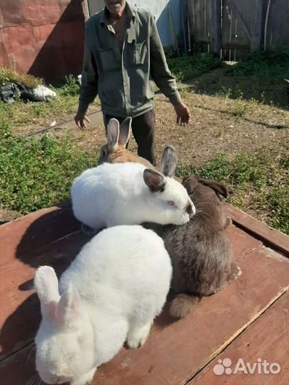 Кролики разных пород