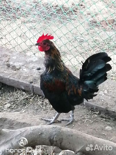 Молодые петушки