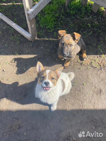 Отдам в добрые руки щенков