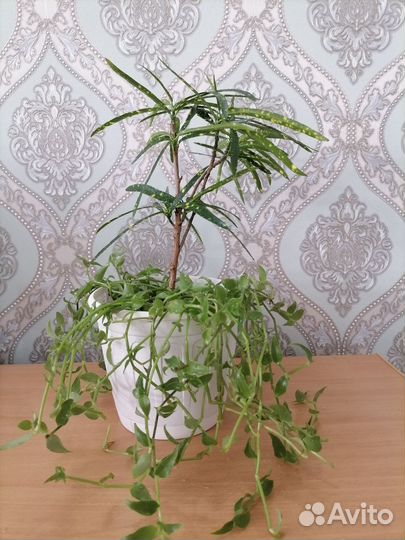 Комнатные цветы