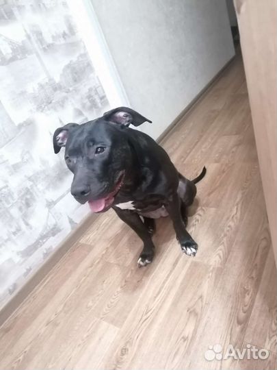 Питбультерьер вязка