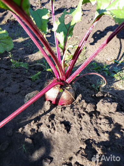 Морковь, свекла