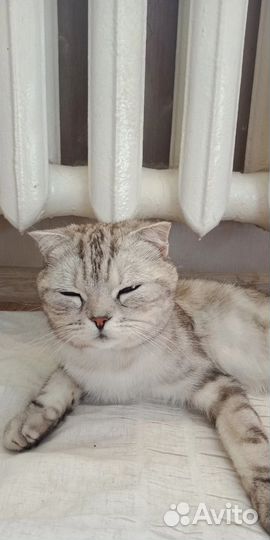 Найден кот мальчик